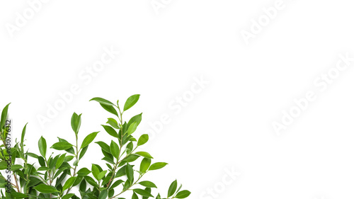 Isolated tree branches on white background with copy space, soft focus 