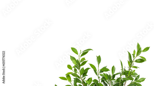 Isolated tree branches on white background with copy space, soft focus                             