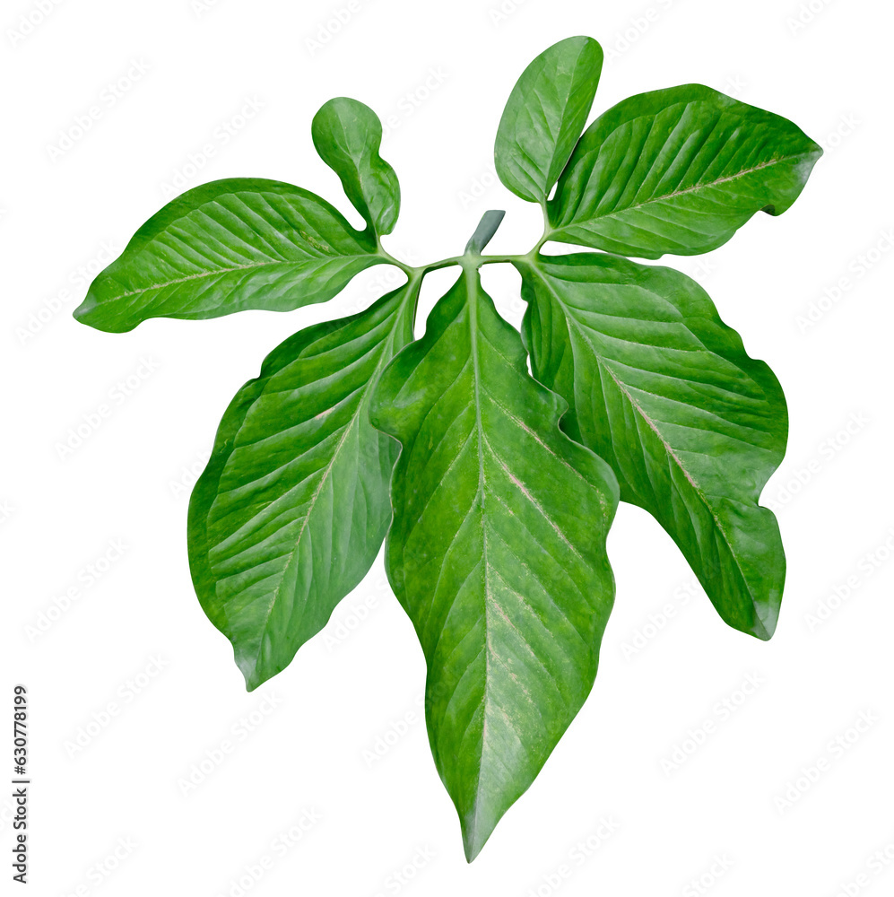 Fototapeta premium Green leaves pattern,leaf Syngonium podophyllum isolated