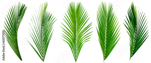 Fotografie leaf palm,collection of green leaves pattern isolated