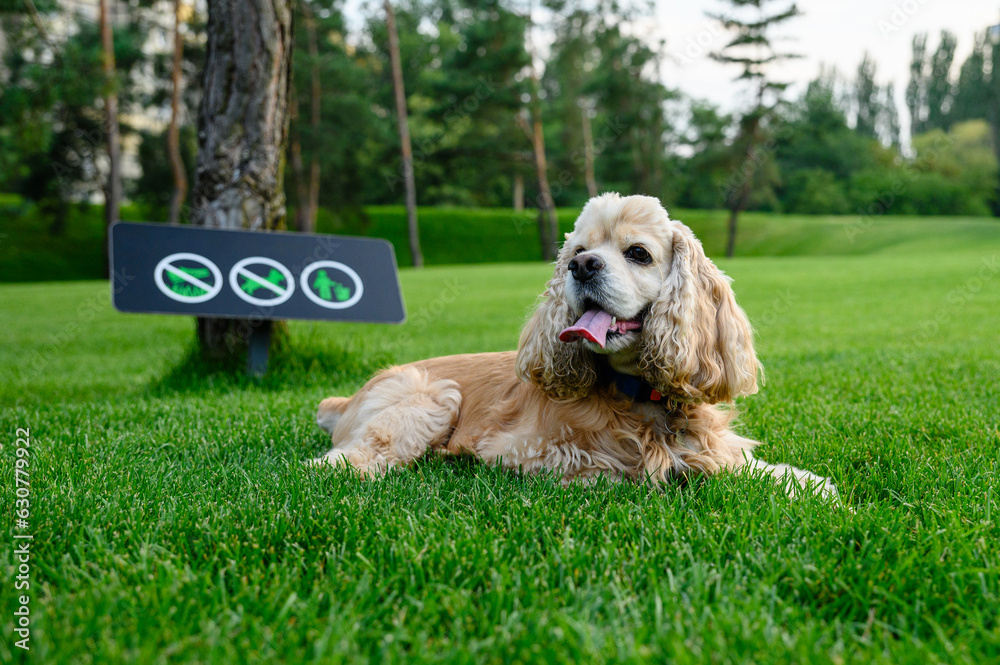 Dog lies on the lawn against the background of a sign prohibiting walking dogs. Dog lies on the lawn against the background of a sign prohibiting walking dogs.