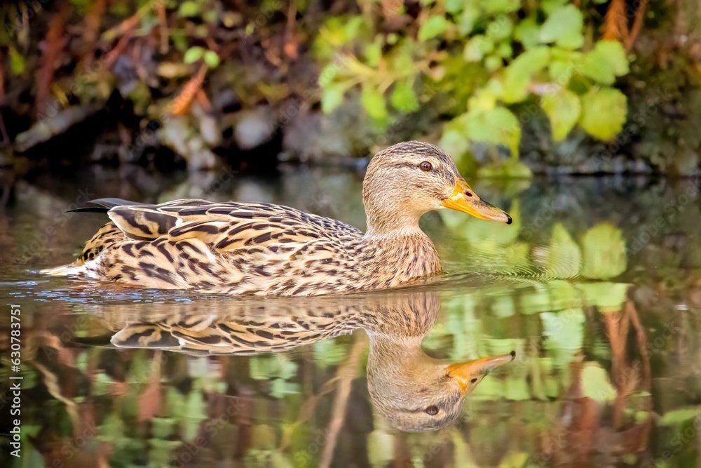 Closeup of a duck swimming a tranquil pond Closeup of a duck swimming a tranquil pond