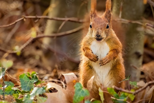 Closeup of a squirrel stands in the lush grass in a forest