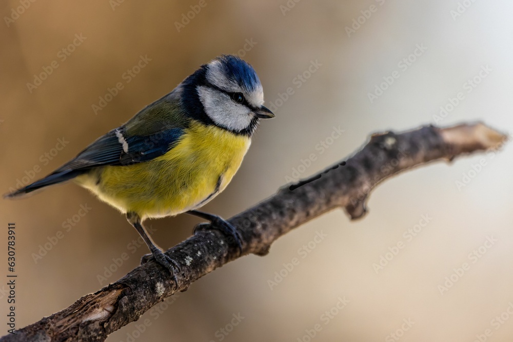 Closeup of a great tit perched on a tree branch