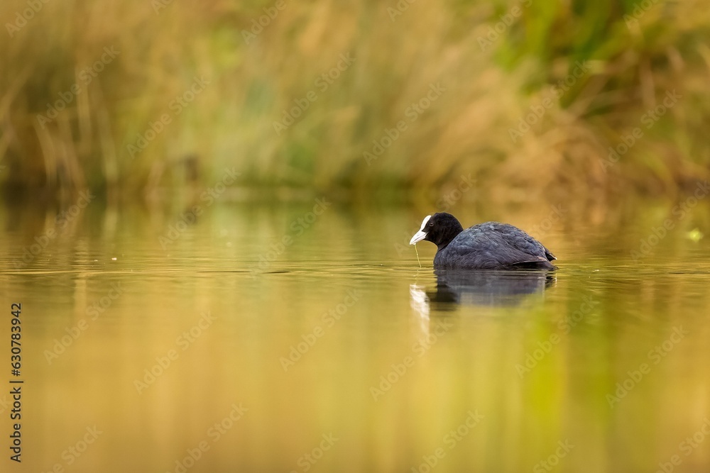 Closeup of a coot swimming in a tranquil lake Closeup of a coot swimming in a tranquil lake