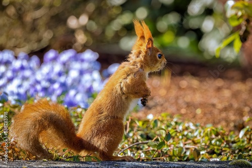 Canvas Print Squirrel standing in a field of blue flowers