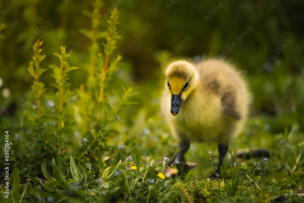 Closeup of a duckling perched in a field with a blurry background Closeup of a duckling perched in a field with a blurry background
