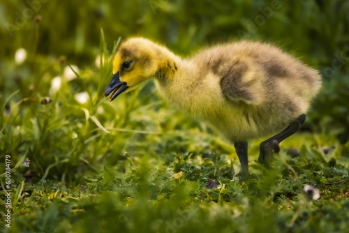 Closeup of a duckling perched in a field with a blurry background