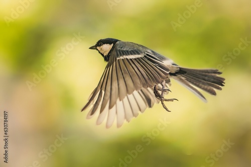 Great tit (Parus major) soaring through the sky with its wings spread wide