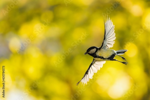 Closeup of a great tit flying against green trees
