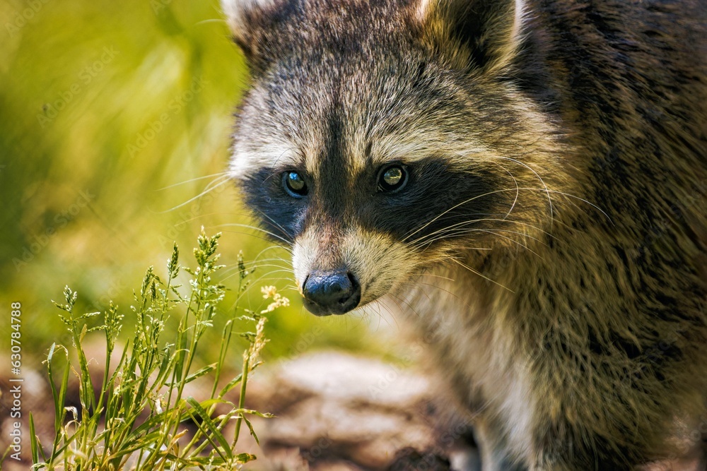 Portrait of a raccoon standing in a lush green with a blurry background