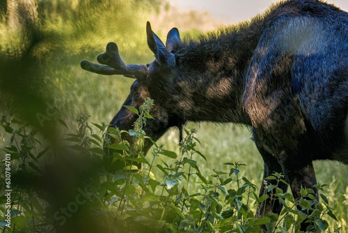 Majestic moose in a vibrant forested landscape