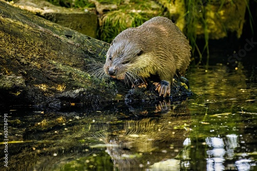Closeup of a Asian small-clawed otter standing on a rocky surface near tranquil water on a sunny day