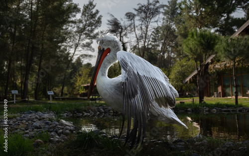 Divjake-Karavasta National Park in ALBANIA. Domesticated Wild Pelican Johny photo