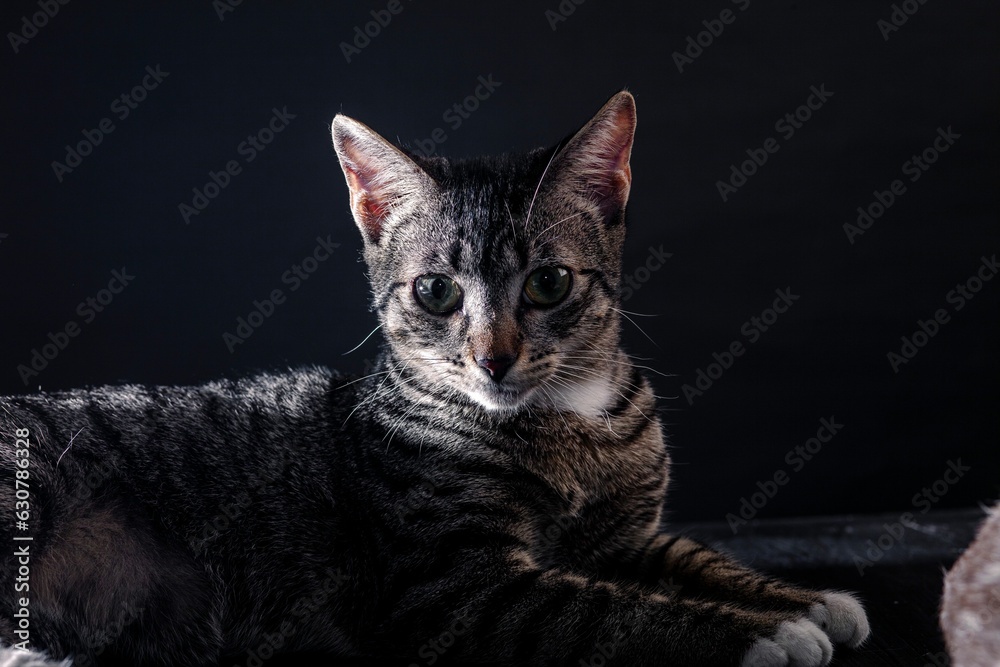 White-furred cat lounging comfortably in front of an isolated black background
