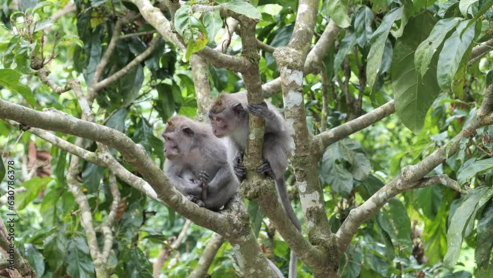 Two Long-tailed macaque monkeys sitting on a branch of a tree looking at whats going on. Monkeys 'discussing' about the tourist visiting Monkey Forest park in Ubud, Bali, Indonesia. Funny animal scene Two Long-tailed macaque monkeys sitting on a branch of a tree looking at whats going on. Monkeys 'discussing' about the tourist visiting Monkey Forest park in Ubud, Bali, Indonesia. Funny animal scene