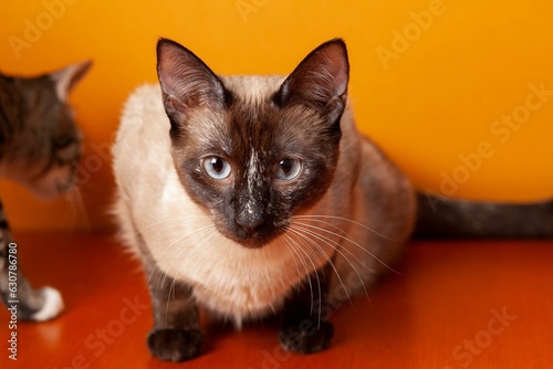 Curious siamese cat on a red surface looking at the camera © Juan Carlos Rodriguez Garcia/Wirestock Creators