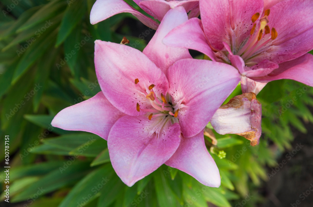pink fragrant lily on a green bed in summer
