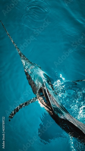 Photography Closeup shot of a sailfish swimming in deep blue ocean water