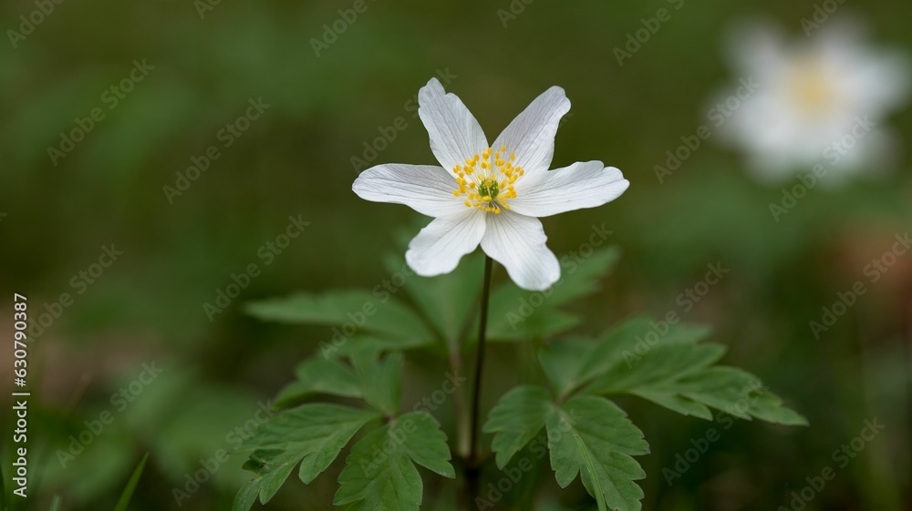 Closeup of beautiful anemone flowers growing in a field Closeup of beautiful anemone flowers growing in a field