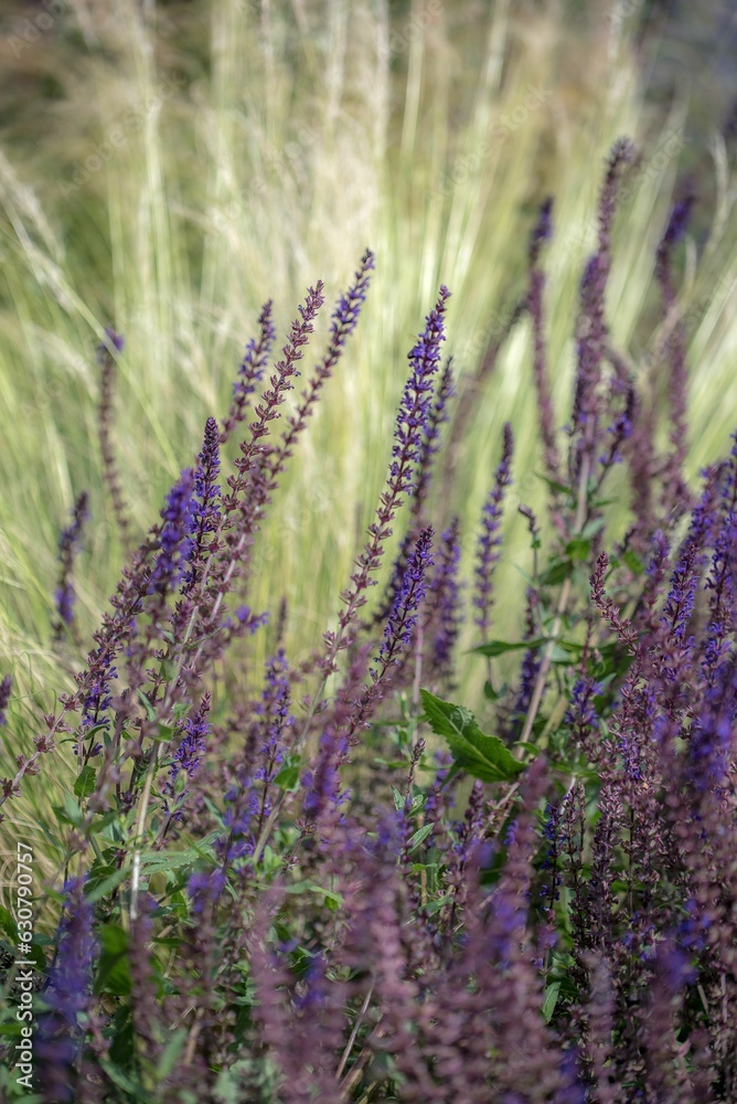 Closeup of blooming purple lavender flowers Closeup of blooming purple lavender flowers
