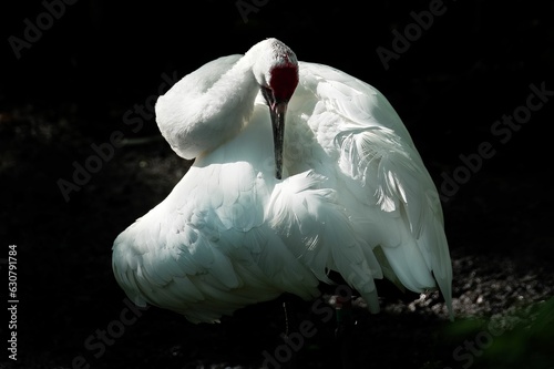 Closeup shot of a beautiful white whooping crane tucked into itself photo