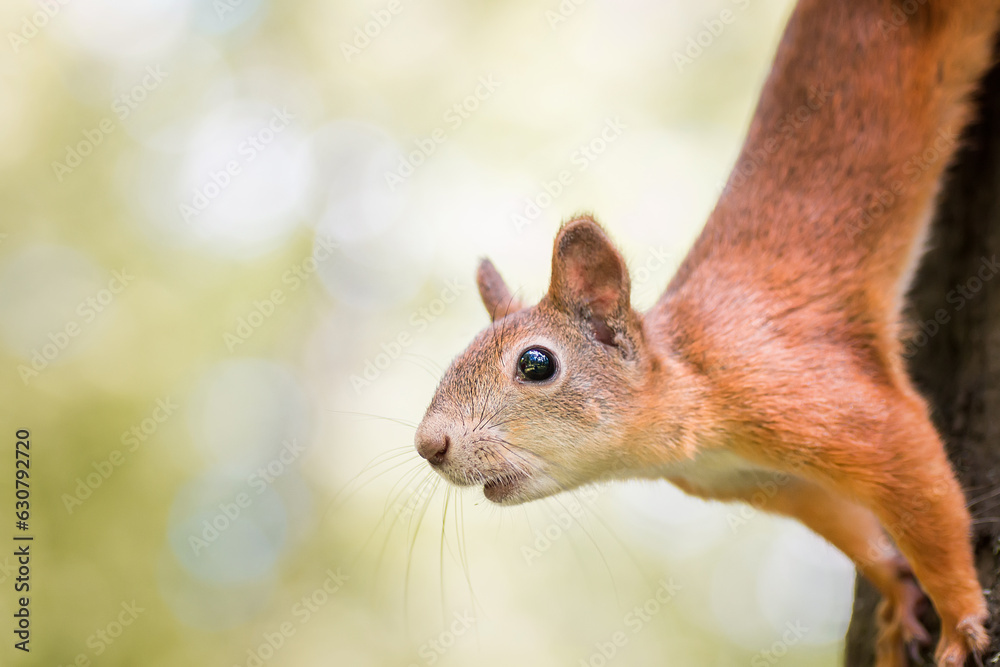 Red Squirrel climbing up in a tree.. Red Squirrel climbing up in a tree..