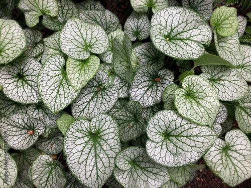 Photos Brunnera Alexander's Great leaves