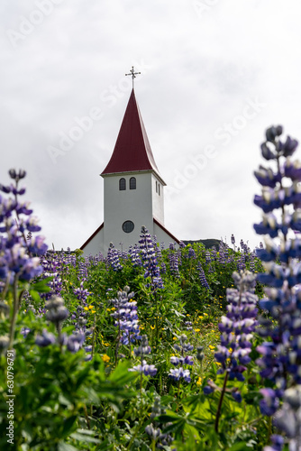 Famous Myrdal church in Vik, Iceland, with purple lupine wildflowers