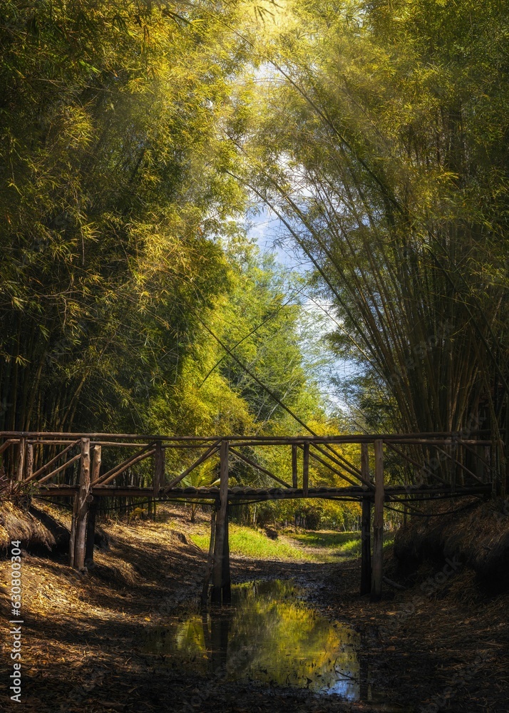 Wooden bridge standing above a dried lake in a forest