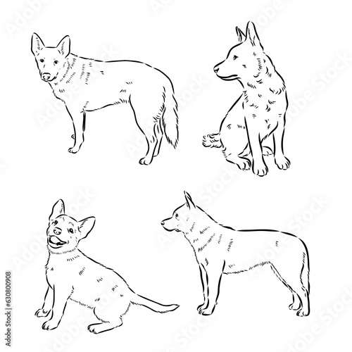 Hand Drawn Australian Cattle Dog Vector Illustration