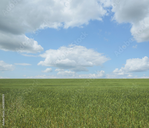 Calm landscape, clouds over a field of wheat