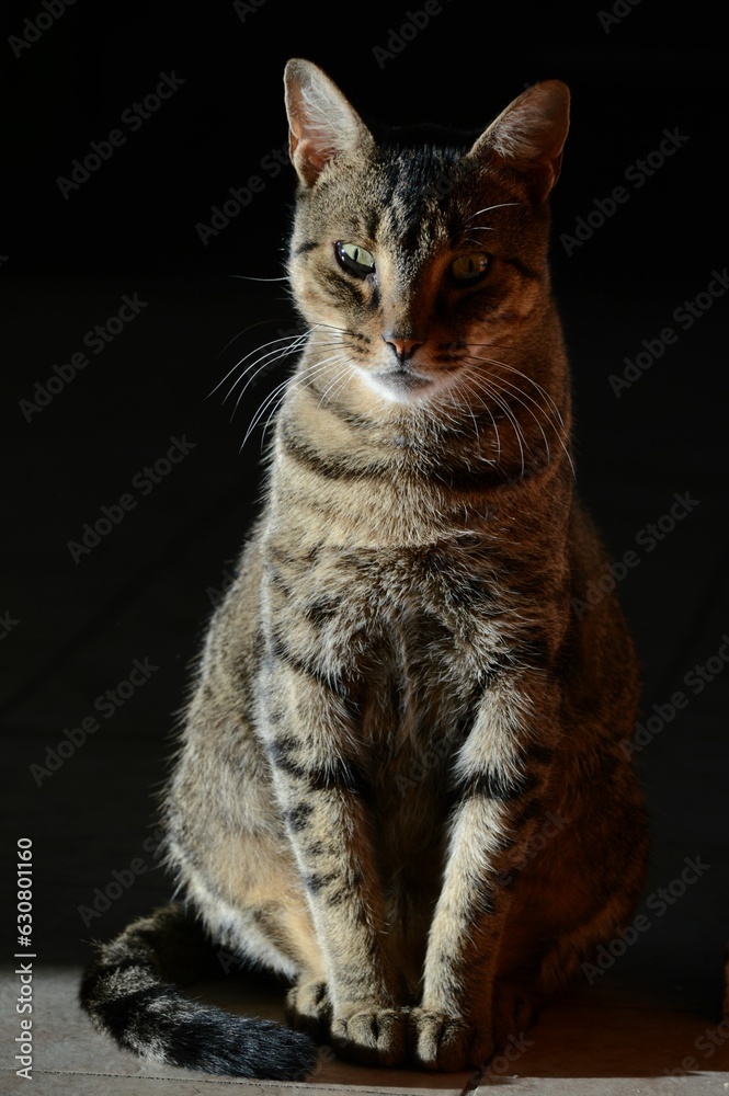 vertical shot of an adorable domestic Tabby cat sitting on a  floor with a dark background