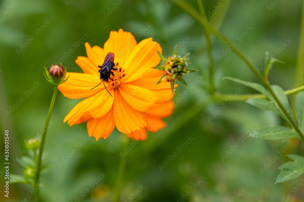 Shot of a beautiful Longhorn Bee perched atop a vibrant Cosmos wildflower, with a blurred background Shot of a beautiful Longhorn Bee perched atop a vibrant Cosmos wildflower, with a blurred background