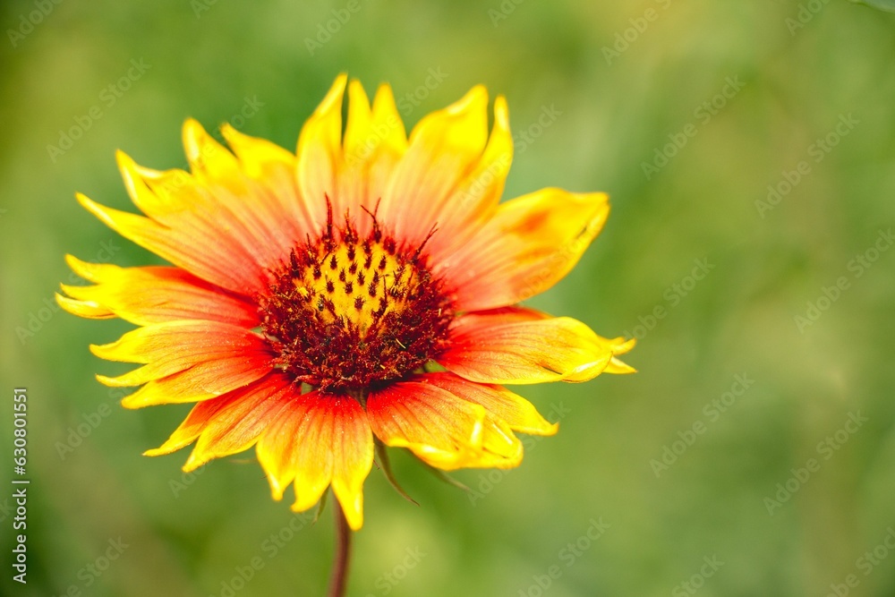 Close-up shot of a single Indian Blanket flower with green foliage in the background Close-up shot of a single Indian Blanket flower with green foliage in the background