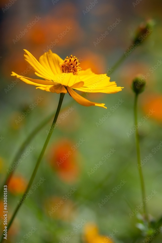 Shot of a beautiful Longhorn Bee perched atop a vibrant Cosmos wildflower, with a blurred background Shot of a beautiful Longhorn Bee perched atop a vibrant Cosmos wildflower, with a blurred background