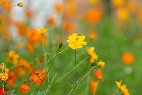 Shot of a beautiful Longhorn Bee perched atop a vibrant Cosmos wildflower  with a blurred background