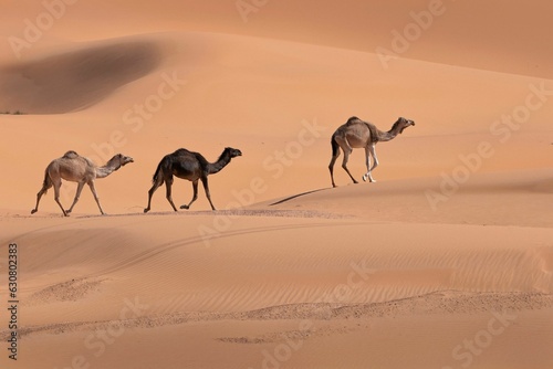 Tableau sur toile Camels in the Sahara desert walking peacefully against the backdrop of dunes