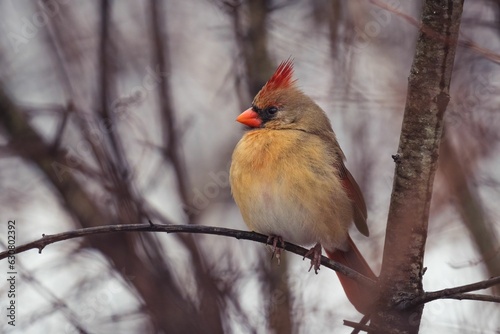 Small Red cardinal perched on a bare tree branch against a wintry background of snow-covered scenery © Dionnisios Patricio/Wirestock Creators