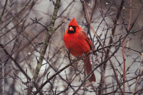 Cheerful small Red cardinal on a barren branch in a lush forest setting