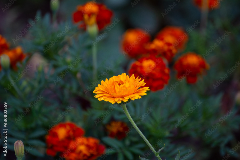 Beautiful garden flowers in the morning light. Calendula. Close up. Beautiful garden flowers in the morning light. Calendula. Close up.
