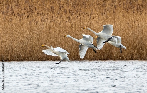 Flock of whooper swans landing on water