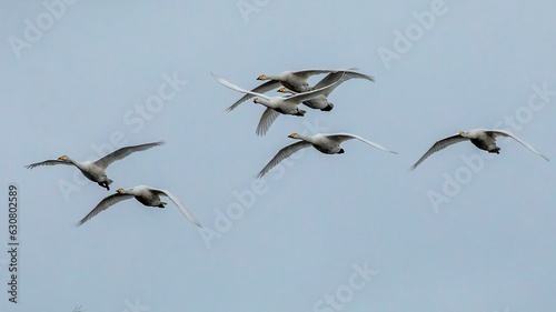 Flock of whooper swans in flight