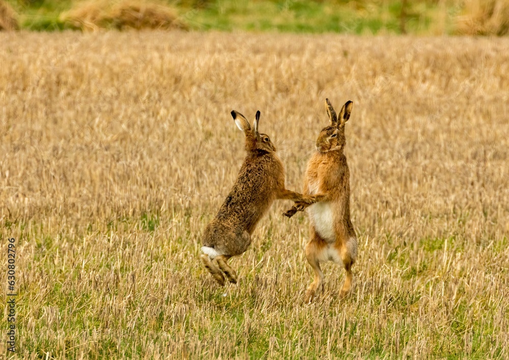 Naklejka premium Brown march hares playing in a field
