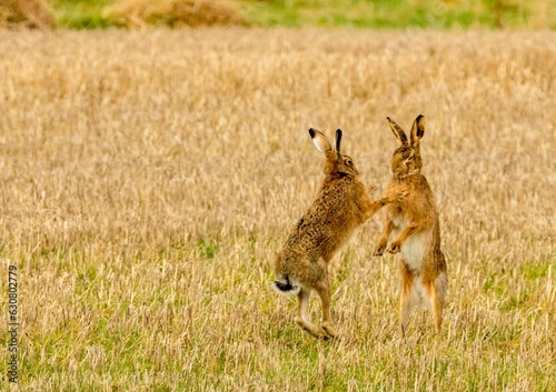 Brown march hares playing in a field