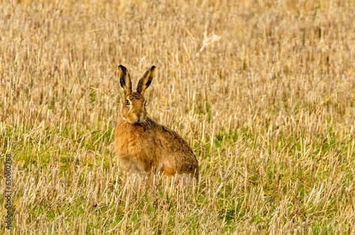 Brown march hare in a field