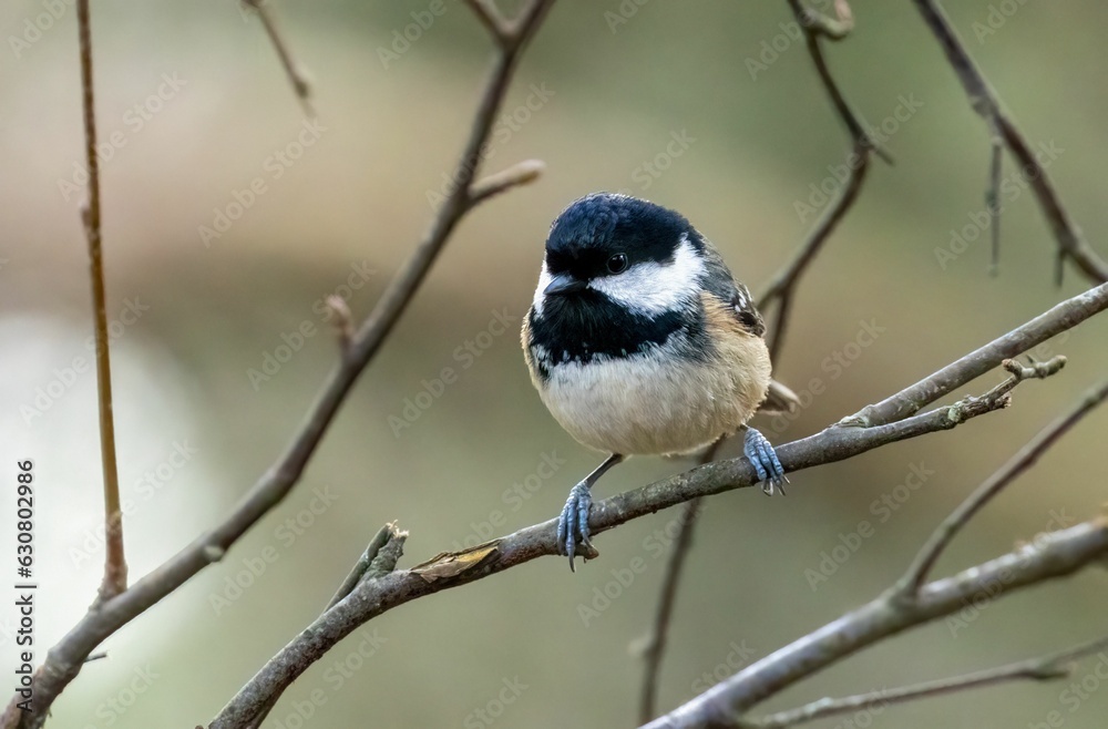 Coal tit perched on a twig in the forest Coal tit perched on a twig in the forest