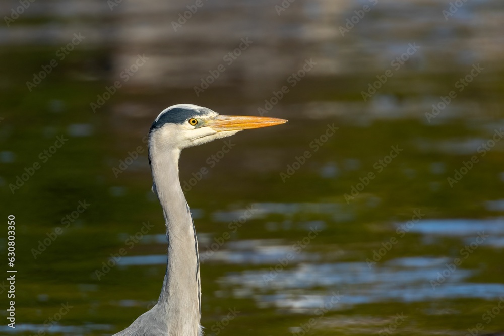 Grey heron (Ardea cinerea) in its natural habitat Grey heron (Ardea cinerea) in its natural habitat