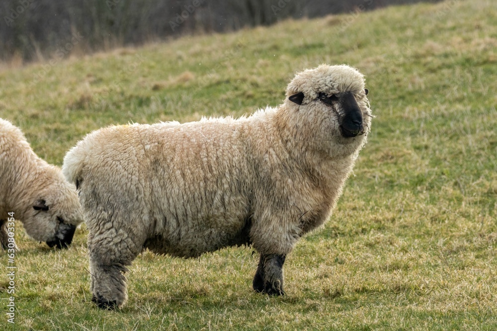 Obraz premium Two Shropshire sheep in the field