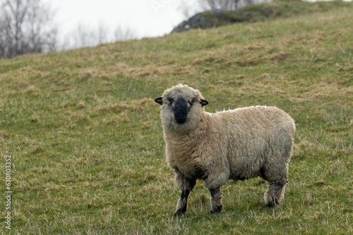 Fototapeta Naklejka Na Ścianę i Meble -  Shropshire sheep in the field